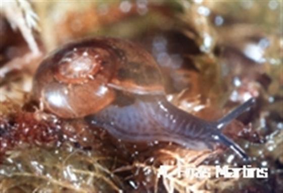 Oxychilus agostinhoi Martins, 1981
